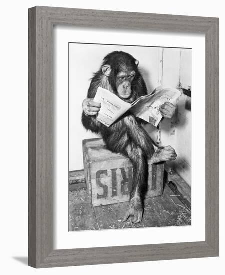 Chimpanzee Reading Newspaper-Bettmann-Framed Photographic Print