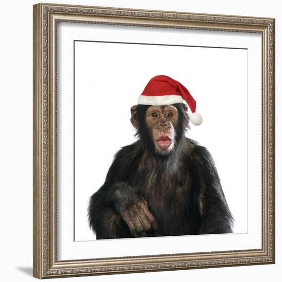 Chimpanzee Showing Lips 'Kissing' Wearing Christmas Hat-null-Framed Photographic Print