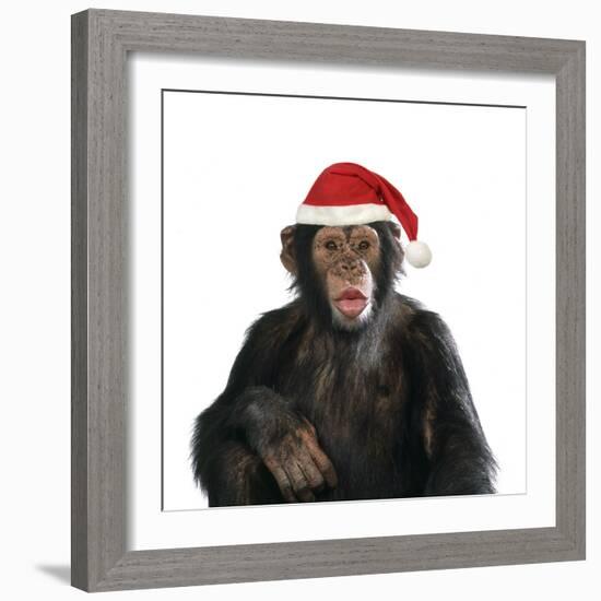 Chimpanzee Showing Lips 'Kissing' Wearing Christmas Hat-null-Framed Photographic Print