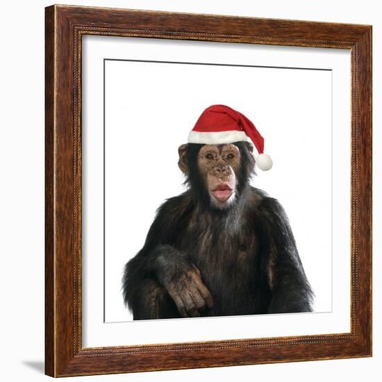 Chimpanzee Showing Lips 'Kissing' Wearing Christmas Hat-null-Framed Photographic Print