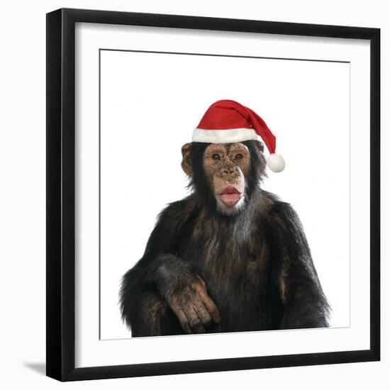 Chimpanzee Showing Lips 'Kissing' Wearing Christmas Hat-null-Framed Photographic Print