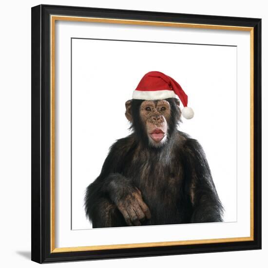 Chimpanzee Showing Lips 'Kissing' Wearing Christmas Hat-null-Framed Photographic Print