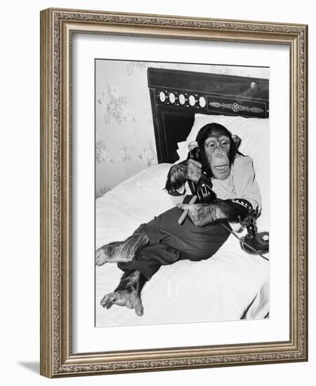 Chimpanzee Sitting in Bed on the Telephone and Smoking a Cigar-Everett Collection-Framed Photographic Print