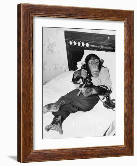 Chimpanzee Sitting in Bed on the Telephone and Smoking a Cigar-Everett Collection-Framed Photographic Print