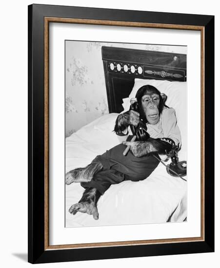 Chimpanzee Sitting in Bed on the Telephone and Smoking a Cigar-Everett Collection-Framed Photographic Print