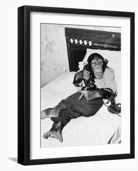 Chimpanzee Sitting in Bed on the Telephone and Smoking a Cigar-Everett Collection-Framed Photographic Print