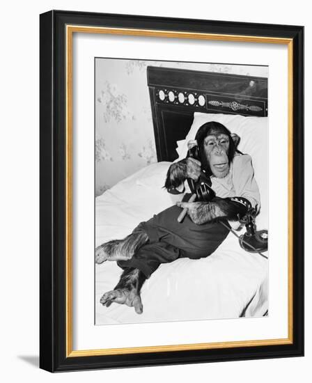 Chimpanzee Sitting in Bed on the Telephone and Smoking a Cigar-Everett Collection-Framed Photographic Print