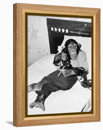 Chimpanzee Sitting in Bed on the Telephone and Smoking a Cigar-null-Framed Stretched Canvas