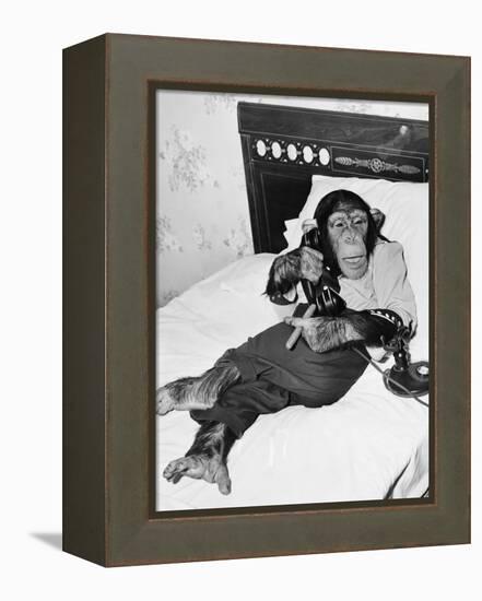 Chimpanzee Sitting in Bed on the Telephone and Smoking a Cigar-null-Framed Stretched Canvas