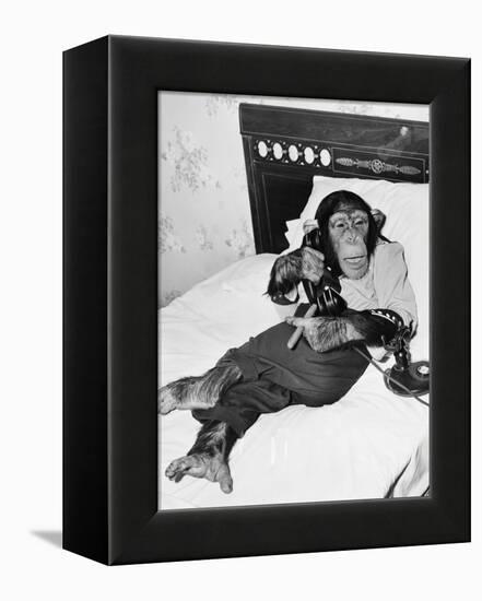 Chimpanzee Sitting in Bed on the Telephone and Smoking a Cigar-null-Framed Stretched Canvas