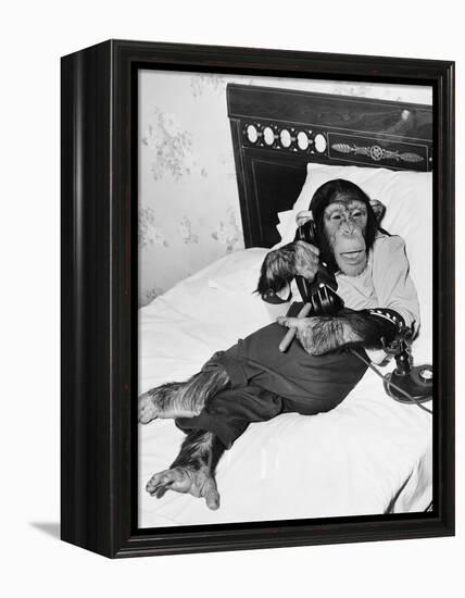 Chimpanzee Sitting in Bed on the Telephone and Smoking a Cigar-null-Framed Stretched Canvas