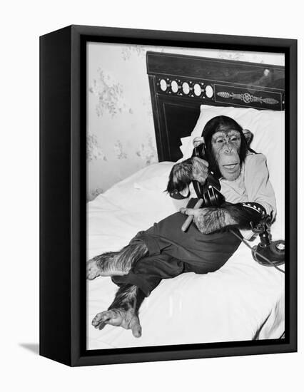 Chimpanzee Sitting in Bed on the Telephone and Smoking a Cigar-null-Framed Stretched Canvas