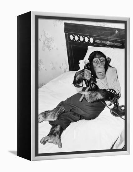 Chimpanzee Sitting in Bed on the Telephone and Smoking a Cigar-null-Framed Stretched Canvas