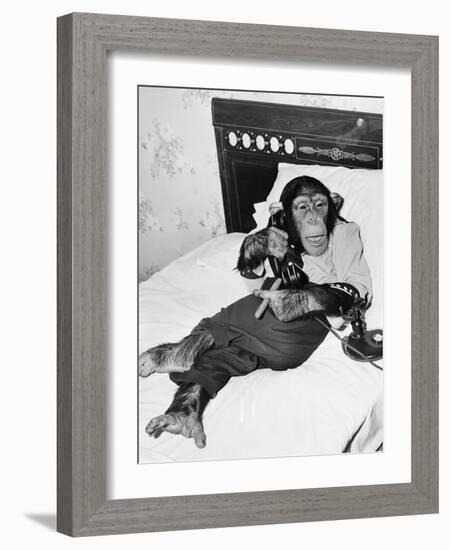 Chimpanzee Sitting in Bed on the Telephone and Smoking a Cigar-null-Framed Photo