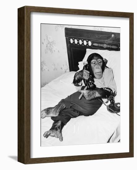 Chimpanzee Sitting in Bed on the Telephone and Smoking a Cigar-null-Framed Photo