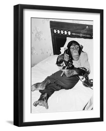 Chimpanzee Black and White Photography Wall Art: Prints, Paintings