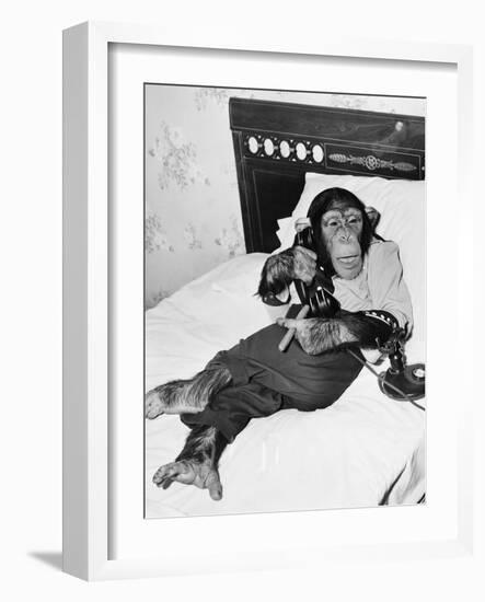 Chimpanzee Sitting in Bed on the Telephone and Smoking a Cigar-null-Framed Photo