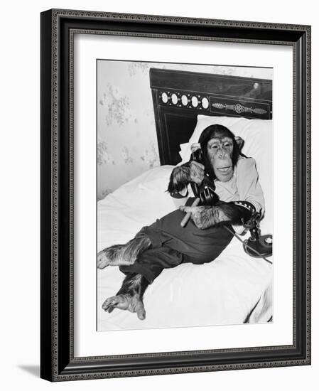 Chimpanzee Sitting in Bed on the Telephone and Smoking a Cigar-null-Framed Photo