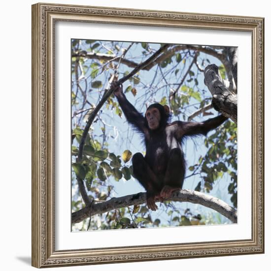 Chimpanzee Sitting in the Forest Canopy, Mahale Mountains, Eastern Shores of Lake Tanganyika-Nigel Pavitt-Framed Photographic Print