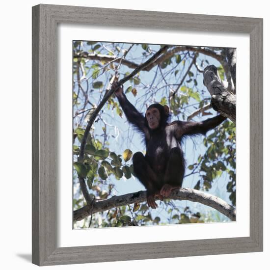 Chimpanzee Sitting in the Forest Canopy, Mahale Mountains, Eastern Shores of Lake Tanganyika-Nigel Pavitt-Framed Photographic Print