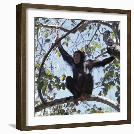 Chimpanzee Sitting in the Forest Canopy, Mahale Mountains, Eastern Shores of Lake Tanganyika-Nigel Pavitt-Framed Photographic Print