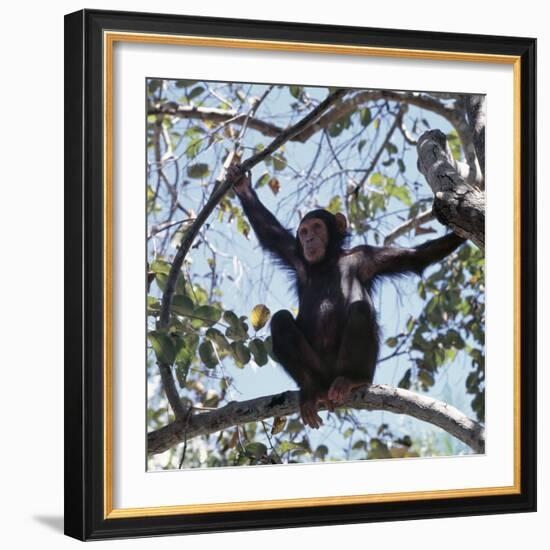 Chimpanzee Sitting in the Forest Canopy, Mahale Mountains, Eastern Shores of Lake Tanganyika-Nigel Pavitt-Framed Photographic Print