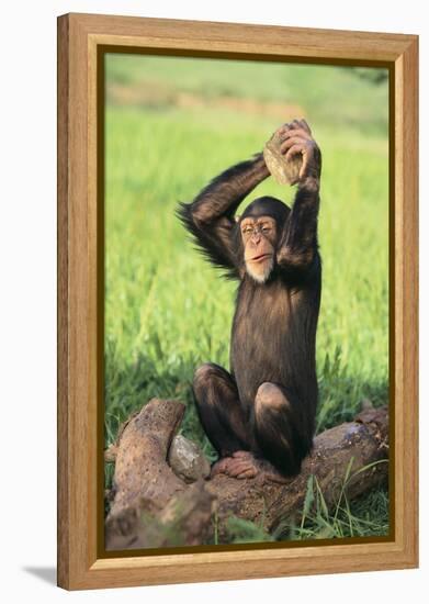 Chimpanzee Smashing Rocks-DLILLC-Framed Premier Image Canvas