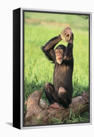 Chimpanzee Smashing Rocks-DLILLC-Framed Premier Image Canvas