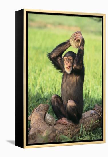 Chimpanzee Smashing Rocks-DLILLC-Framed Premier Image Canvas