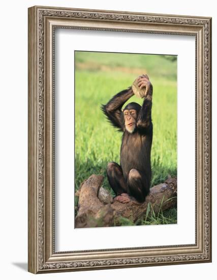 Chimpanzee Smashing Rocks-DLILLC-Framed Photographic Print