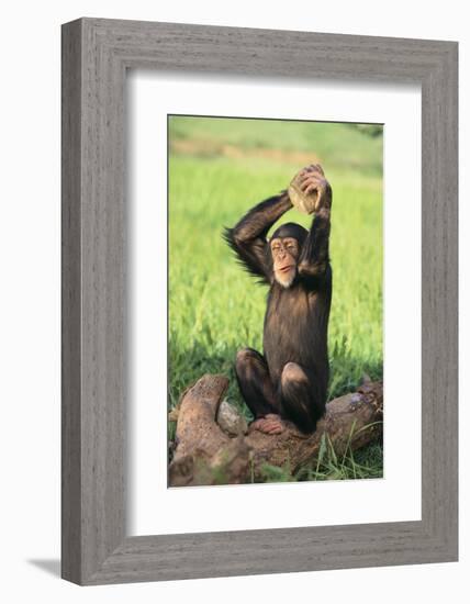 Chimpanzee Smashing Rocks-DLILLC-Framed Photographic Print