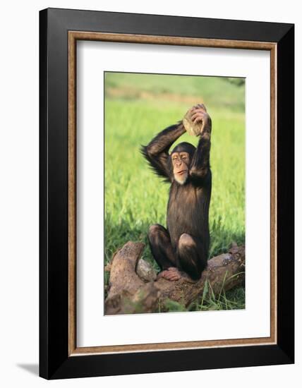 Chimpanzee Smashing Rocks-DLILLC-Framed Photographic Print