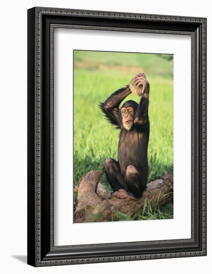 Chimpanzee Smashing Rocks-DLILLC-Framed Photographic Print