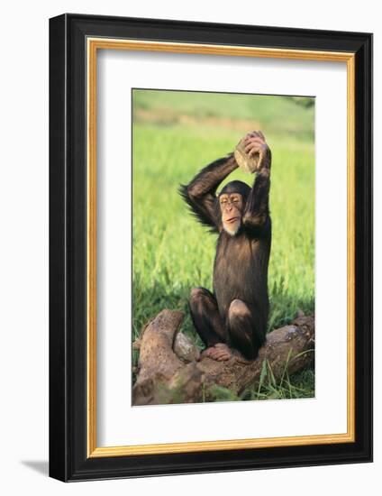 Chimpanzee Smashing Rocks-DLILLC-Framed Photographic Print