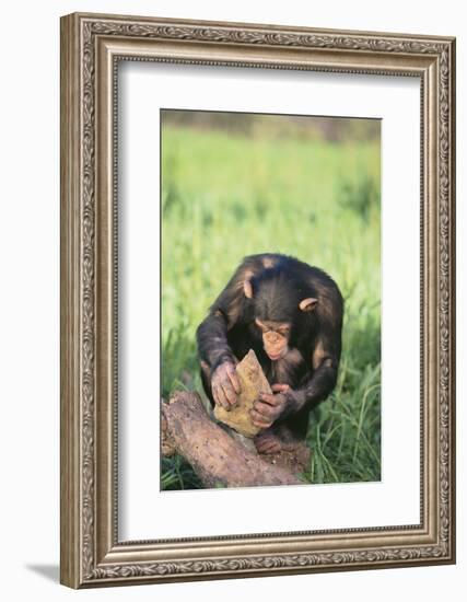 Chimpanzee Smashing Rocks-DLILLC-Framed Photographic Print