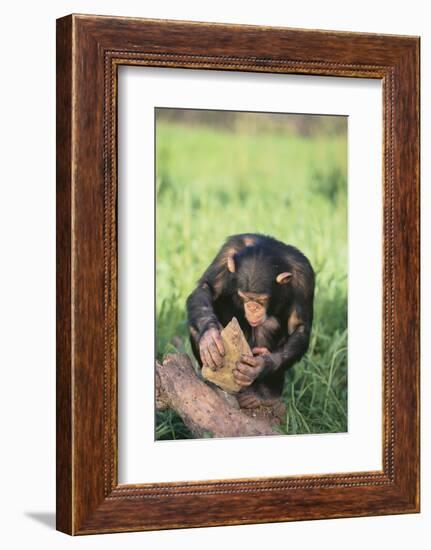 Chimpanzee Smashing Rocks-DLILLC-Framed Photographic Print