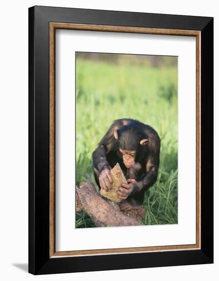 Chimpanzee Smashing Rocks-DLILLC-Framed Photographic Print