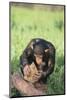 Chimpanzee Smashing Rocks-DLILLC-Mounted Photographic Print