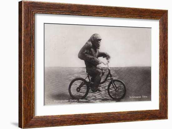 Chimpanzee Titine Riding a Bicycle at the Zoo in Berlin-null-Framed Giclee Print