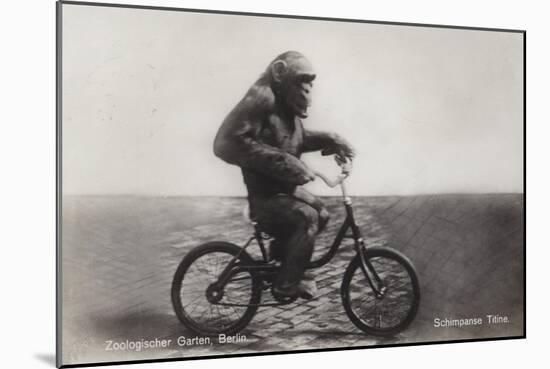 Chimpanzee Titine Riding a Bicycle at the Zoo in Berlin-null-Mounted Giclee Print