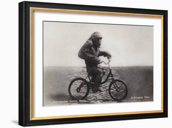 Chimpanzee Titine Riding a Bicycle at the Zoo in Berlin-null-Framed Giclee Print