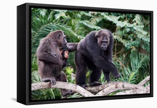 Chimpanzee walking in mangrove, female carrying infant-Eric Baccega-Framed Premier Image Canvas