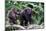 Chimpanzee walking in mangrove, female carrying infant-Eric Baccega-Mounted Photographic Print
