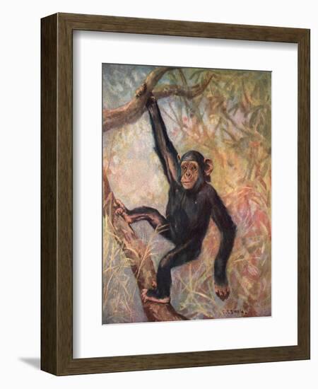 Chimpanzee, Wild Beasts-Cuthbert Swan-Framed Art Print