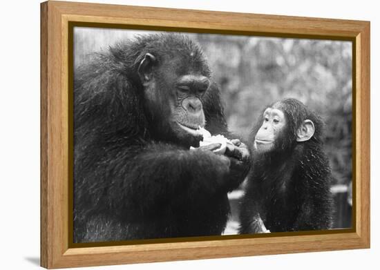 Chimpanzee with Her Young-null-Framed Premier Image Canvas
