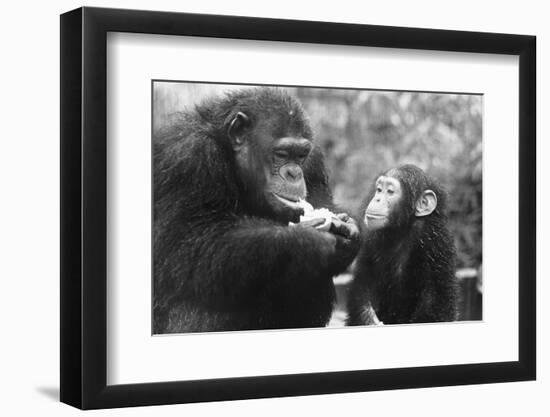 Chimpanzee with Her Young-null-Framed Photographic Print