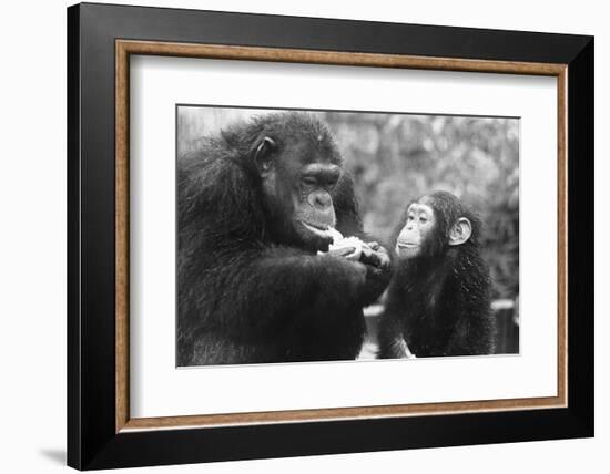 Chimpanzee with Her Young-null-Framed Photographic Print