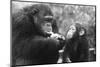 Chimpanzee with Her Young-null-Mounted Photographic Print