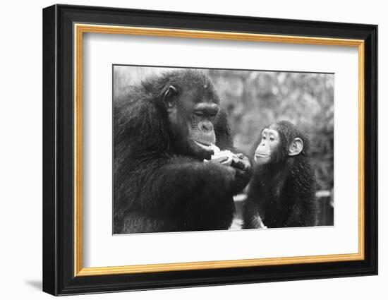 Chimpanzee with Her Young-null-Framed Photographic Print