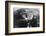 Chimpanzee with Her Young-null-Framed Photographic Print